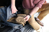 Helikon - Adaptér Insert Molle 2 - Coyote - IN-MA2-CD-11