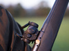 Aimpoint - Micro H-2 Red Dot - 2 MOA - Picatinny - 200185