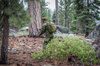 Direct Action - Batoh Ghost MkII - Woodland - BP-GHST-CD5-WDL
